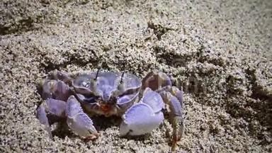 红海鬼蟹，蟹沿着<strong>沙滩奔跑</strong>，在<strong>沙滩</strong>上的<strong>沙滩</strong>上打洞